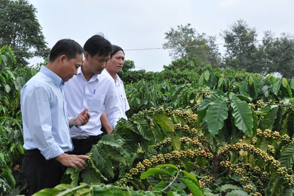 Cán bộ Agribank Chi nhánh Đắk Lắk kiểm tra một dự án tái canh cà phê trên địa bàn huyện Krông Pắc.