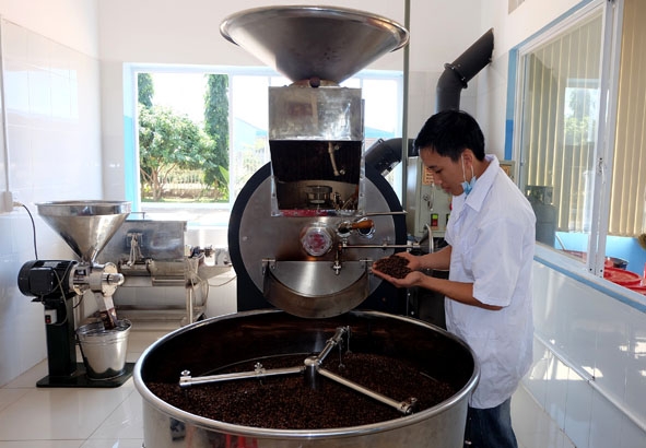 Chế biến cà phê rang xay tại Nhà máy chế biến cà phê xuất khẩu Intimex Buôn Ma Thuột.   