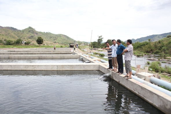 Nhiều hạng mục của công trình trang trại nuôi cá tầm thương phẩm tại xã Yang Mao đã đi vào hoạt động.