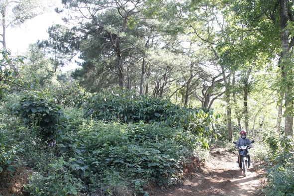 Diện tích đất rừng thông tại phường Bình Tân bị người dân lấn chiếm trồng cà phê.   