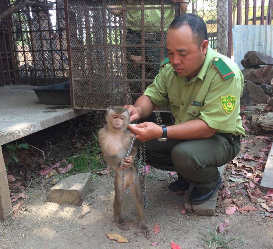 Lực lượng kiểm lâm VQG Yok Đôn tiếp nhận cá thể khỉ đuôi lợn. (Ảnh VQG Yok Đôn cung cấp)