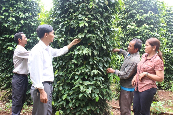 Ama, Amí Sla (đứng bên phải) giới thiệu mô hình trồng tiêu của gia đình với cán bộ xã Cư Dliê Mnông. 