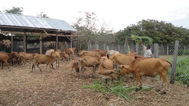 Nhờ chủ động được nguồn thức ăn, đàn bò của gia đình anh Phan Thanh Bình luôn phát triển khỏe mạnh trong mùa khô.