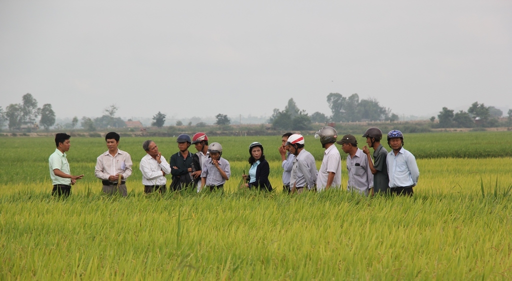 Nông dân các xã Bình Hòa, Quảng Điền và thị trấn Buôn Trấp, huyện Kr ông Ana tham quan mô hình lúa TBR225