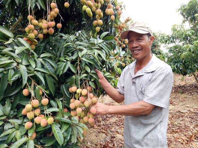 Ông Phạm Văn Nguyên trong vườn vải đang vào vụ thu hoạch.