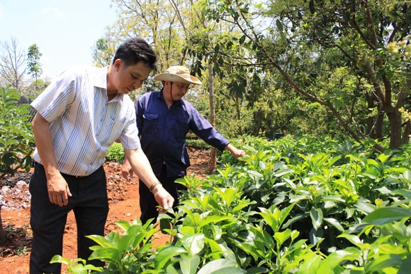 Cán bộ Hội Nông dân xã Ea Kênh tham quan mô hình vườn ươm tại thôn Tân Đông.