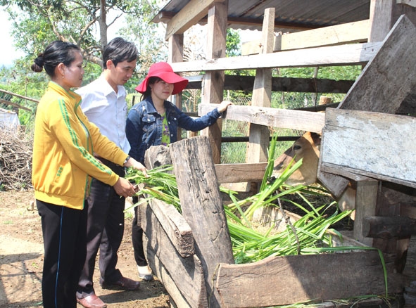 Cán bộ Liên đoàn Lao động huyện M'Đrắk kiểm tra mô hình chăn nuôi bò sinh sản của gia đình chị H'Thủy Niê ở buôn Tai, xã Krông Jing.