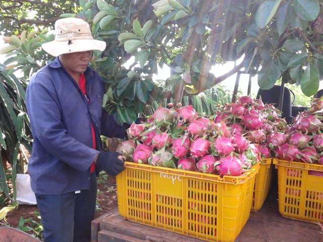 Nông dân xã Cư Êbur đang thu hoạch thanh long.