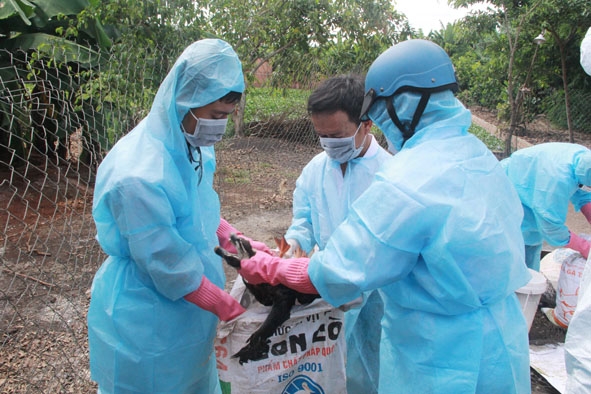 Lực lượng thú y thu gom gia cầm bị bệnh cúm ở xã Hòa Thuận, TP. Buôn Ma Thuột đem tiêu hủy.