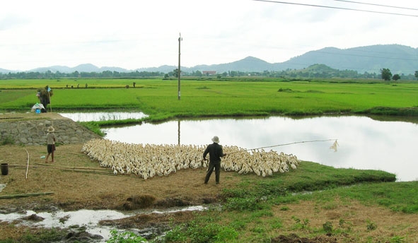 Người dân chăn thả vịt chạy đồng ở huyện Lắk.     