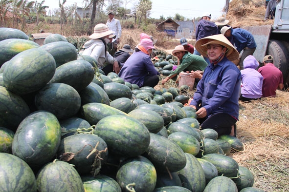 Nông dân xã Hòa Hiệp, huyện Cư Kuin sử dụng hiệu quả nguồn vốn vay ưu đãi  để chuyển đổi mô hình trồng lúa sang trồng dưa hấu.