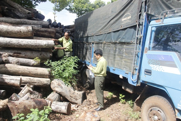 Phương tiện và số gỗ  vận chuyển trái phép được  phát hiện, tạm giữ  tại Hạt Kiểm lâm huyện.  