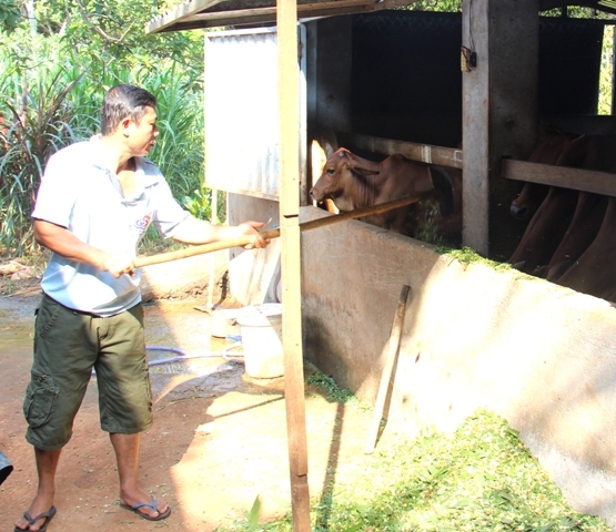 Anh Hùng đang chăm sóc đàn bò của gia đình.