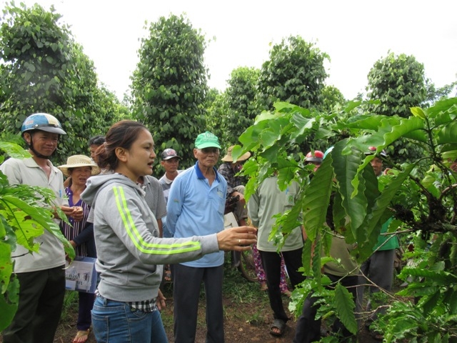 Người dân tham quan mô hình tái canh cà phê trên địa bàn huyện Ea H'leo