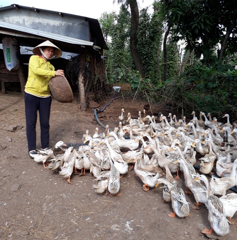 Chị Hà tận dụng nguồn phụ phẩm từ lúa để nuôi vịt.