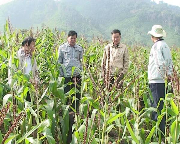 Nông dân M'Đrắk tham gia mô hình trồng lúa lai tại xã Cư San.