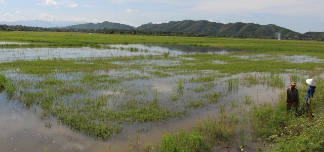 Nhiều dện tích lúa tại cánh đồng A Đạt lý, thị trấn Buôn Trấp, huyện Krông Ana bị ngập lụt do mùa mưa đến sớm