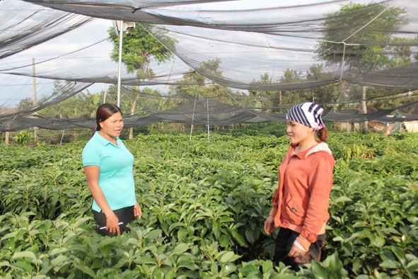 Chị Nguyễn Thị Hương, Chi hội trưởng Chi hội  phụ nữ  thôn 9,  xã Cư Pơng (bên trái) thăm  mô hình vườn ươm cây giống  của hội viên Lê Thị  Thùy Dương.   