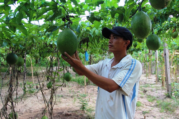 Nhờ nguồn vốn vay khởi nghiệp, anh Dương Văn Tía (thôn 7A, xã Ea Ô, huyện Ea Kar) đã phát triển mô hình trồng gấc và chăn nuôi mang lại hiệu quả kinh tế cao.
