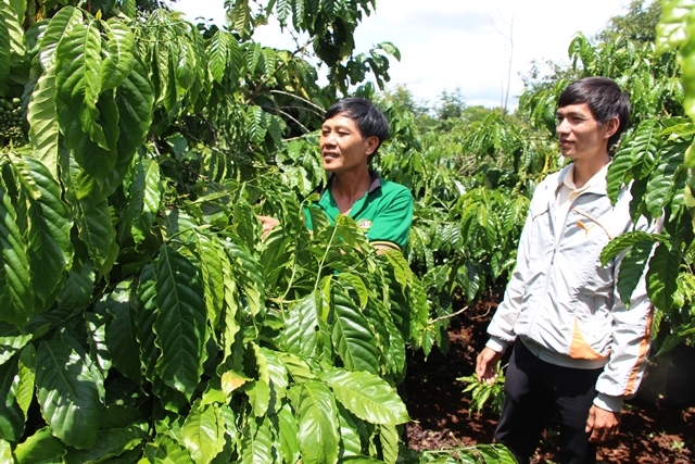Cán bộ kỹ thuật Công ty TNHH MTV Xuất nhập khẩu 2-9 Đắk Lắk hướng dẫn nông dân xã Ea Toh chăm sóc cà phê