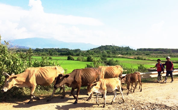 Mùa hè của trẻ em vùng sâu thường gắn với đồng áng, chăn nuôi bò phụ giúp gia đình.   