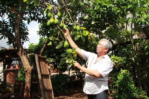 Ông Phạm Ngọc Hoàng chăm sóc cây ăn trái của gia đình.