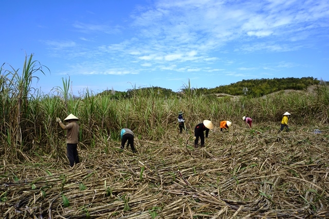 Người dân xã Cư Kty thu hoạch mía niên vụ 2016-2017.