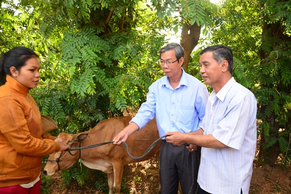  Lãnh đạo Ủy ban MTTQ Việt Nam tỉnh tặng bò cho  hộ nghèo buôn K’nir.    