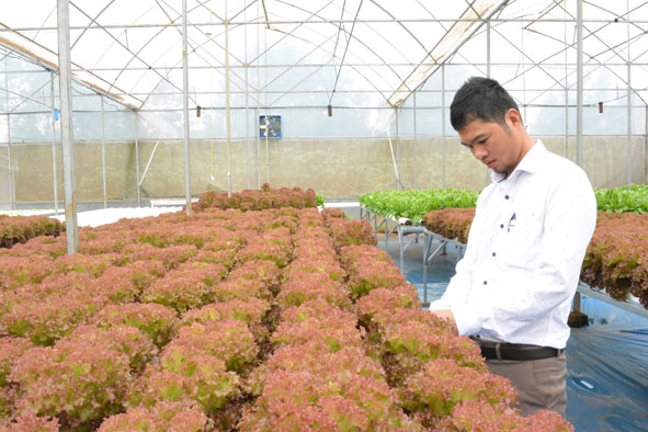 Anh Phan Nguyên Bic theo dõi sự phát triển của vườn rau.   