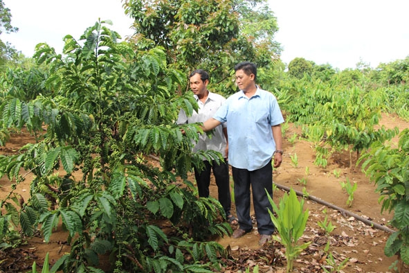 Vườn cà phê tái canh hơn 2 năm tuổi của gia đình ông Y Bhem Kbuôr (người đứng bên phải) luôn trĩu quả.
