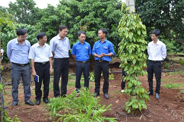 Cán bộ, ĐVTN tham quan hệ thống tưới tiết kiệm nước của gia đình anh Nguyễn Đức Phước.