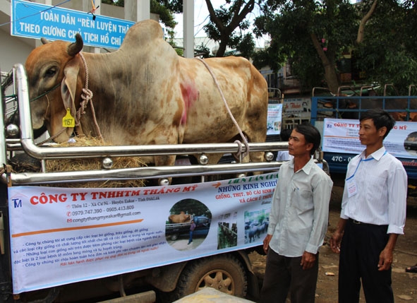 Nông dân tìm hiểu về giống bò nhập nội tại một gian hàng nông nghiệp ở huyện Ea Kar. 