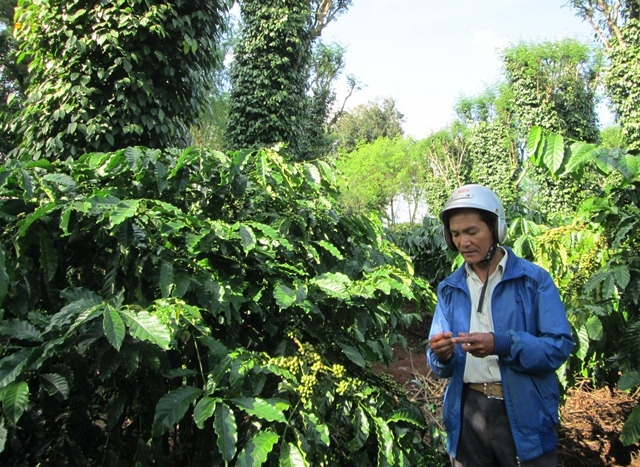 Cán bộ Khuyến nông huyện kiểm tra thực địa mô hình sản xuất cà phê bền vững trên địa bàn