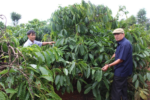 Vườn cà phê phát triển theo hướng bền vững ở huyện Cư M’gar.  