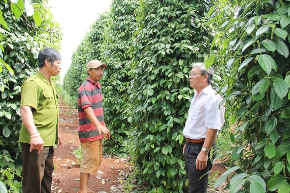 Vườn tiêu sản xuất theo chứng nhận Flo của HTX sản xuất dịch vụ nông nghiệp Thăng Tiến.