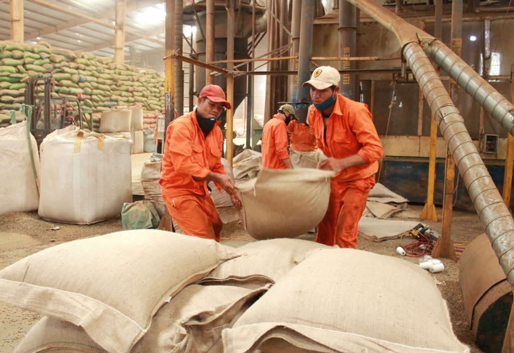 Công nhân chế biến cà phê tại Chi nhánh Công ty TNHH Olam tại Đắk Lắk (Cụm Công nghiệp Tân An, TP. Buôn Ma Thuột).