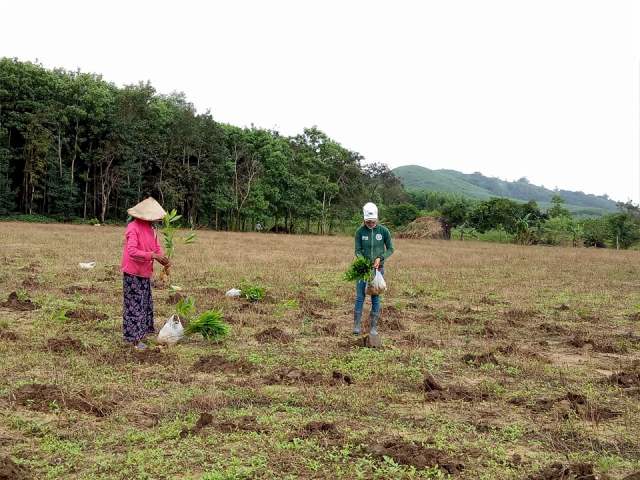 Người dân xã Cư M'tar (huyện M'Đrắk) trồng rừng năm 2017.
