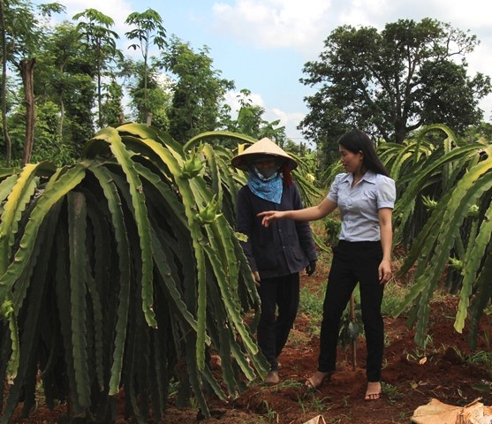 Cán bộ nông nghiệp TP. Buôn Ma Thuột hướng dẫn người dân chăm sóc cây thanh long