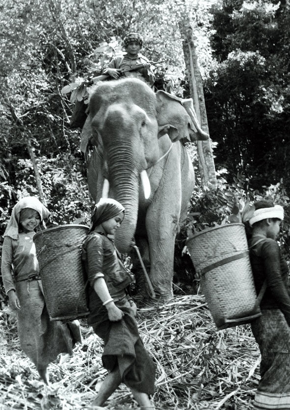 Voi của đồng bào vùng Hạ Lào tham gia vận chuyển lương thực, vũ khí ở Đông Trường Sơn trong thời chống Mỹ.  Ảnh: Đoàn Công Tính
