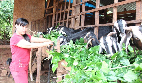Chị  Trần Thị Hiệp  đang chăm sóc  đàn dê. 