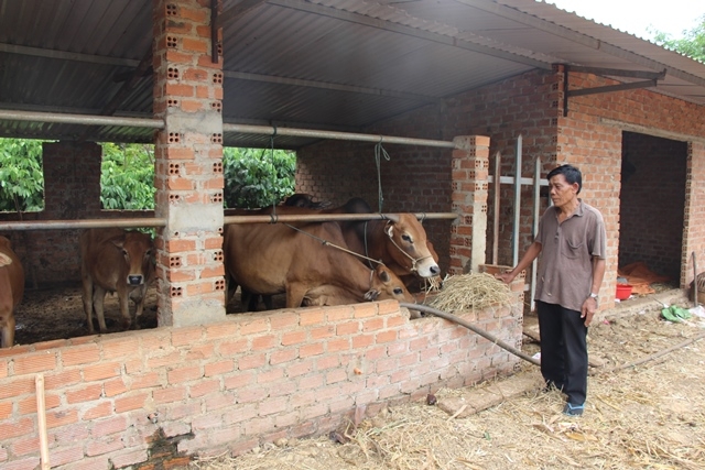Người dân xã Krông Búk biết tận dụng phế phụ phẩm nông nghiệp để phát triển chăn nuôi, gia tăng thu nhập