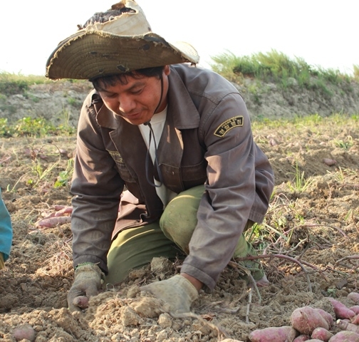 Nông dân huyện Krông Ana thu hoạch khoai lang