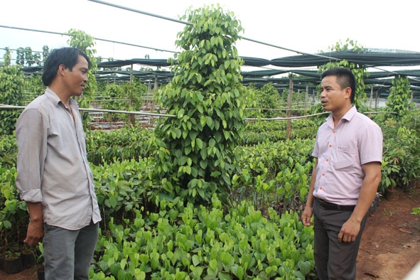 Cán bộ Phòng NN-PTNT huyện Ea H’leo (bìa phải) thăm vườn sản xuất cây giống của HTX Nông nghiệp dịch vụ Bình An, xã Ea Ral. 