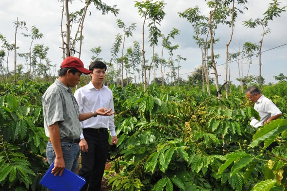 Cán bộ Ngân hàng NN-PTNT Chi nhánh Đắk Lắk kiểm tra hiệu quả tái canh cà phê tại huyện Cư Kuin. 