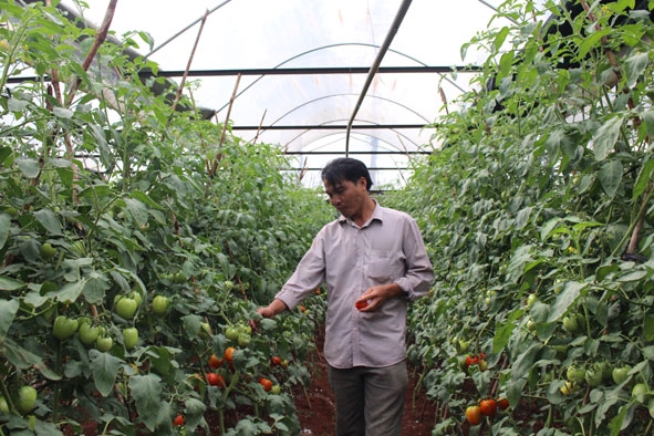 Mô hình  trồng cà chua trong  nhà lưới  của anh  Lê Văn Nhân đang trong thời điểm thu hoạch rộ.   