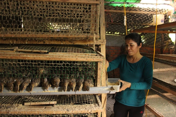 Mô hình nuôi chim cút của gia đình chị Phạm Thị Xuyến, ở thôn 4, xã Ea Bhốk.