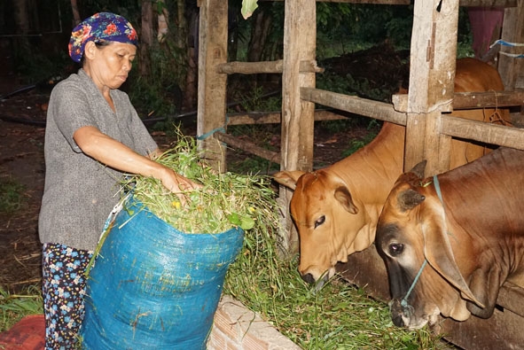 Mô hình chăn nuôi bò nhốt đã giúp nhiều chị em phụ nữ ở xã Hòa Sơn thoát nghèo.