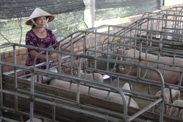 Trang trại nuôi heo của  gia đình chị Nguyễn Thị Biếc. 