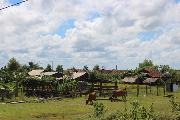 Một góc làng của người di cư tự do ở xã Cư Kbang.