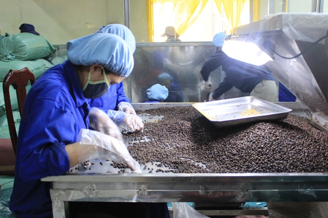 Phân loại cà phê để chế biến xuất khẩu tại Công ty Cổ phần Đầu tư và phát triển An Thái. 